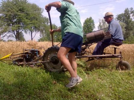 Andiamo a mietere il grano! Festa della trebbiatura